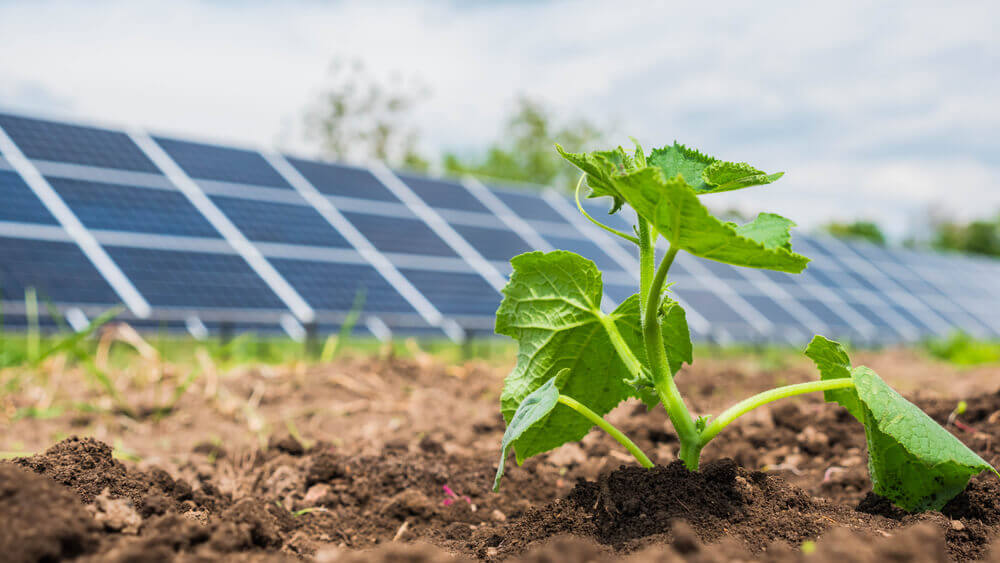 vegetable growth near solar panel farm