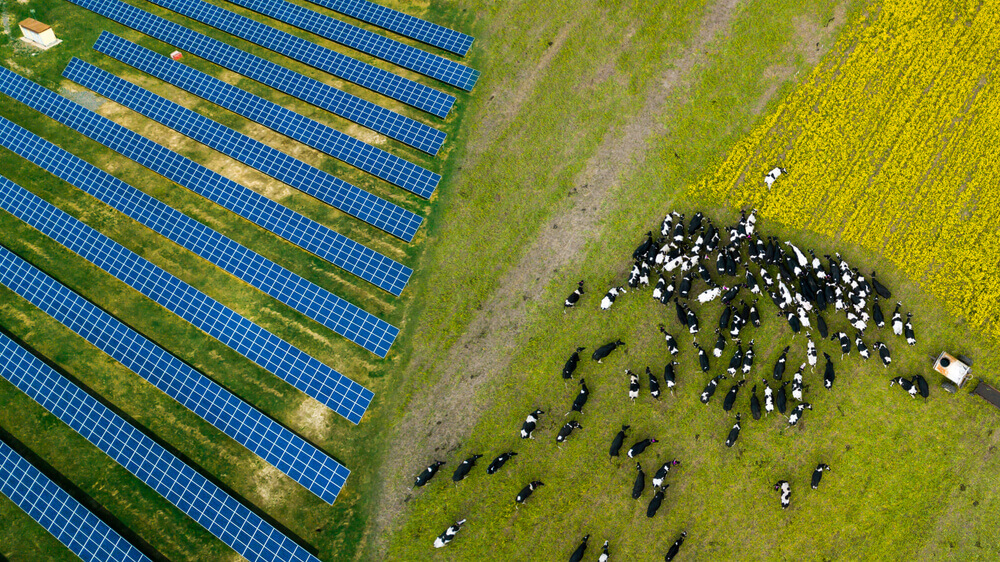 agricultural solar farmland next to cows grazing in field
