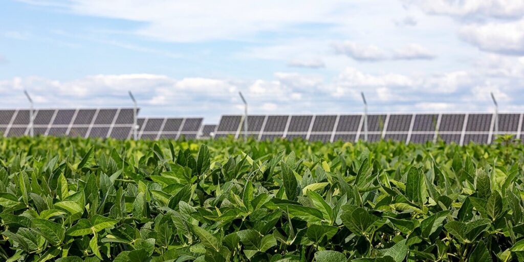 Solar panels stand tall amidst a flourishing field of soybeans, showcasing the Rural Energy for America Program's commitment to integrating sustainable solar photovoltaic energy solutions in rural agricultural businesses.